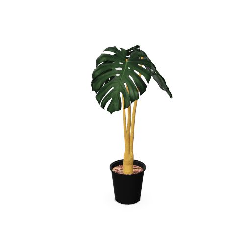 netto monstera Monstera Variegata (Stark panaschiert) main image 1